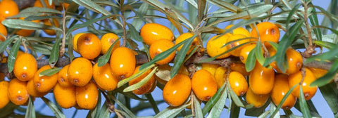 A Natural Way to Ease PMS and Period Pain With Himalayan Holy Fruit